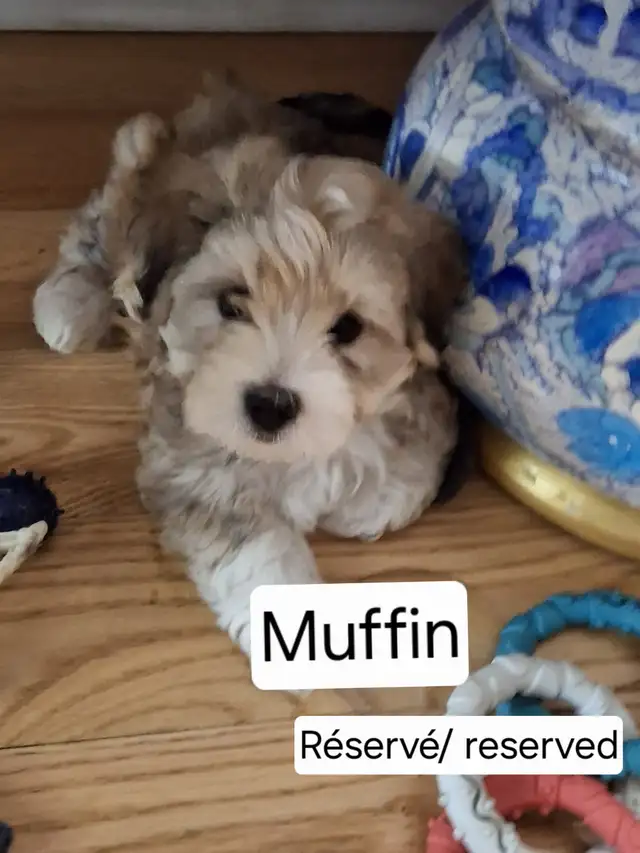 Morkie x Lhassa Apso - Photo 6
