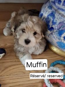 Morkie x Lhassa Apso - Photo 6