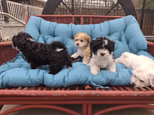 Morkie x Lhassa Apso - Photo 7