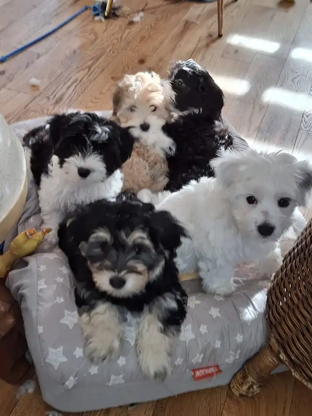 Morkie x Lhassa Apso - Photo 8