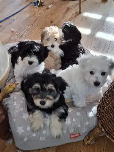 Morkie x Lhassa Apso - Photo 8