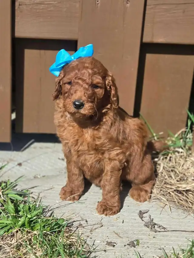 goldendoodle