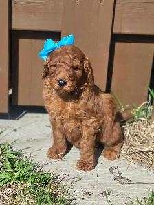 goldendoodle