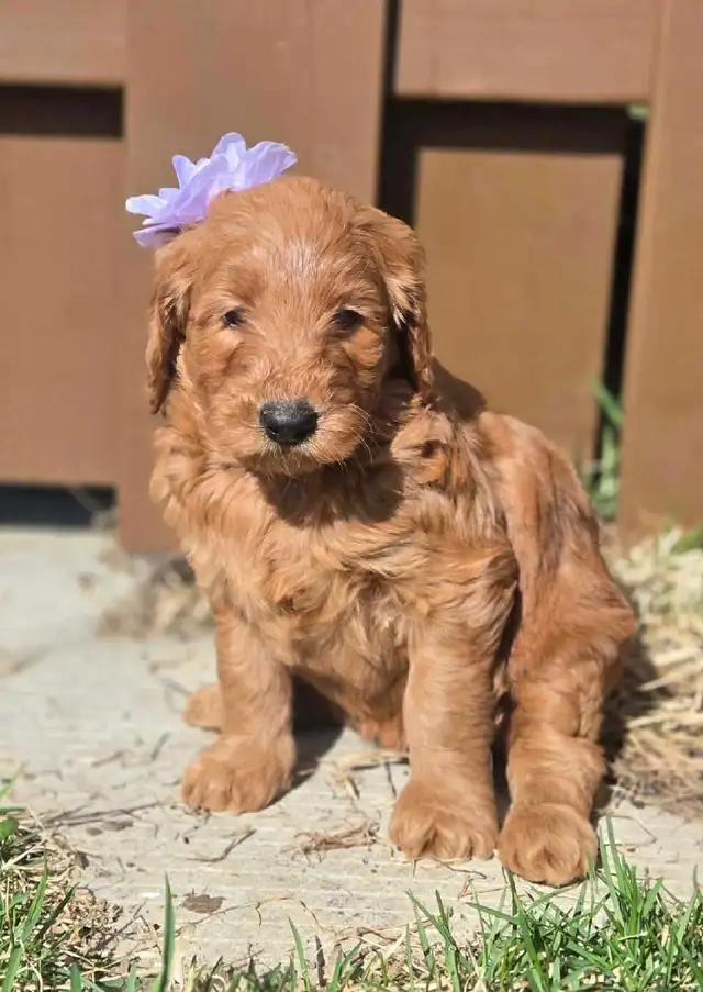 goldendoodle - Photo 2