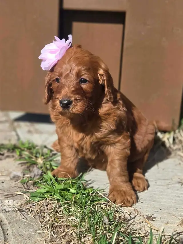 goldendoodle - Photo 3