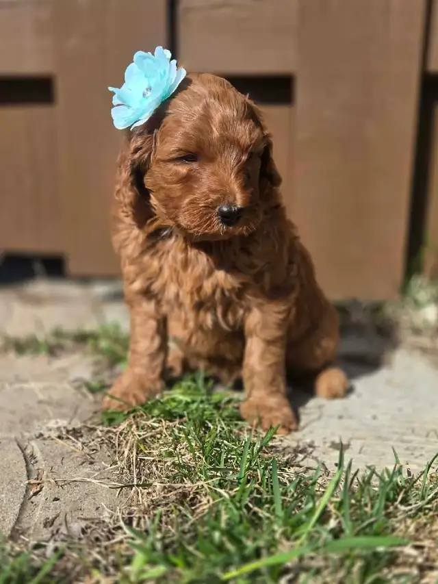 goldendoodle - Photo 4