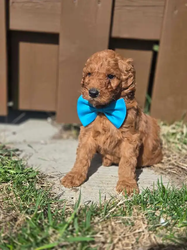 goldendoodle - Photo 5