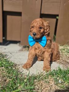 goldendoodle - Photo 5
