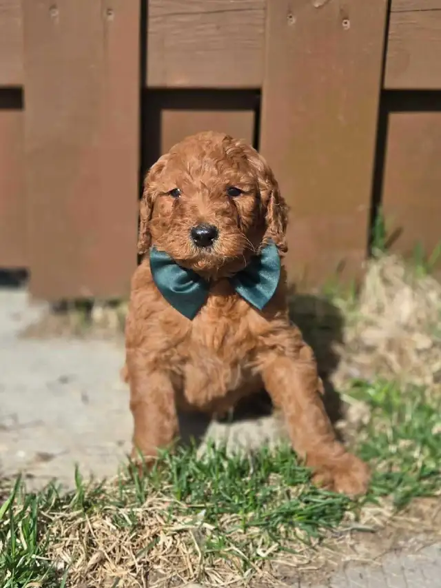 goldendoodle - Photo 6