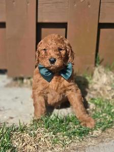 goldendoodle - Photo 6