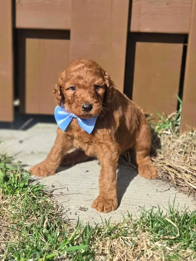 goldendoodle - Photo 7