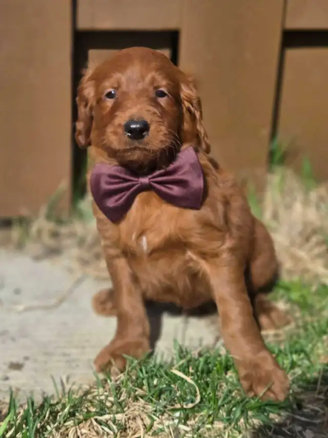 goldendoodle - Photo 8