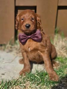 goldendoodle - Photo 8