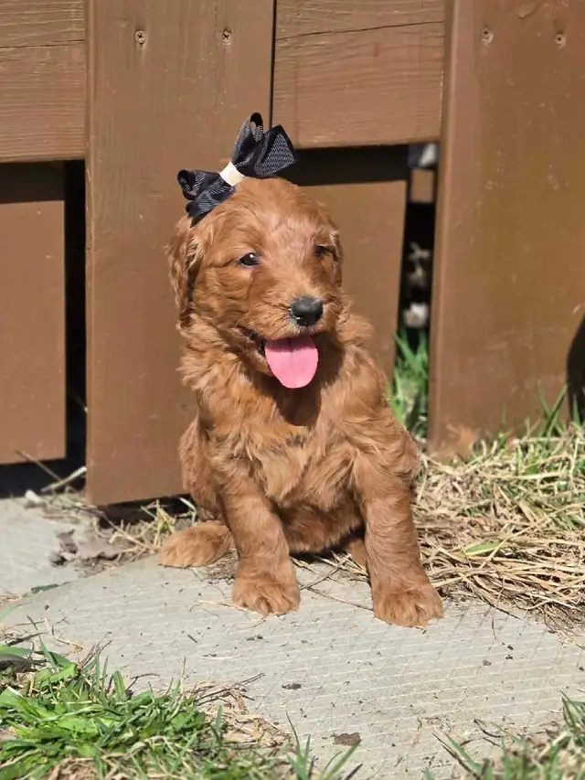 goldendoodle - Photo 9