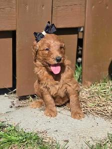 goldendoodle - Photo 9