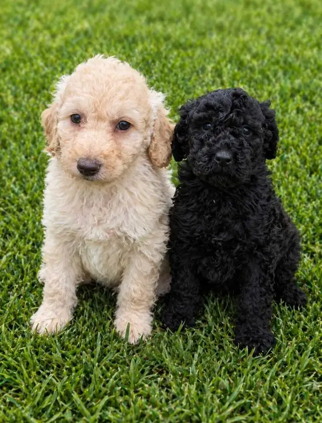 goldendoodle - Photo 10