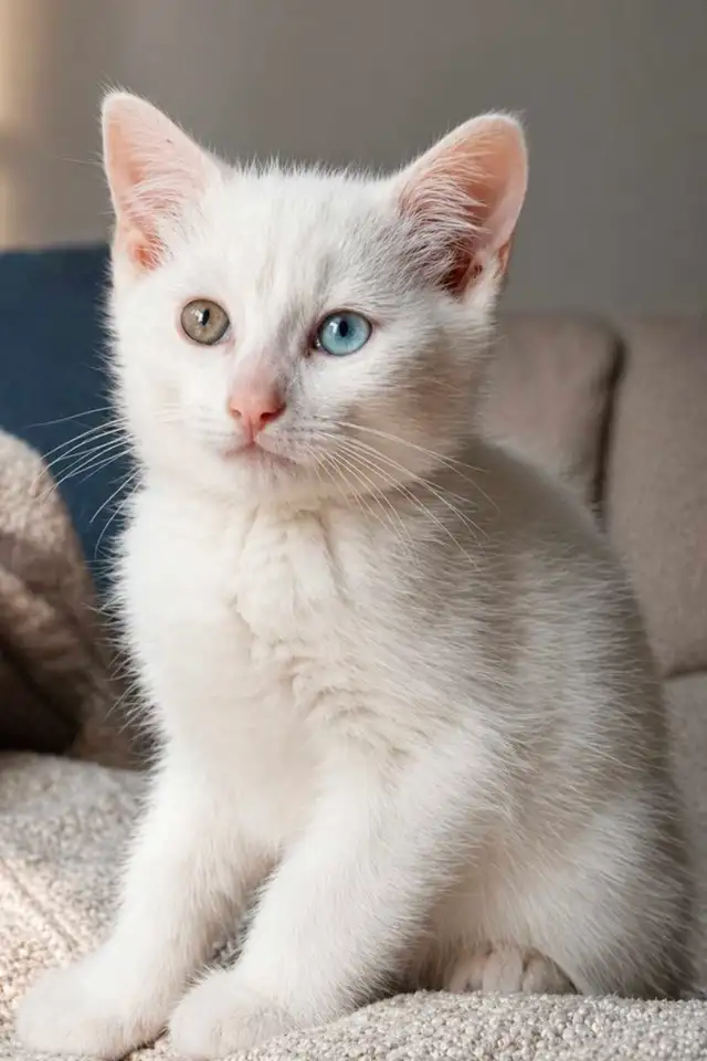 Chaton Femelle Yeux Vairons - Photo 2