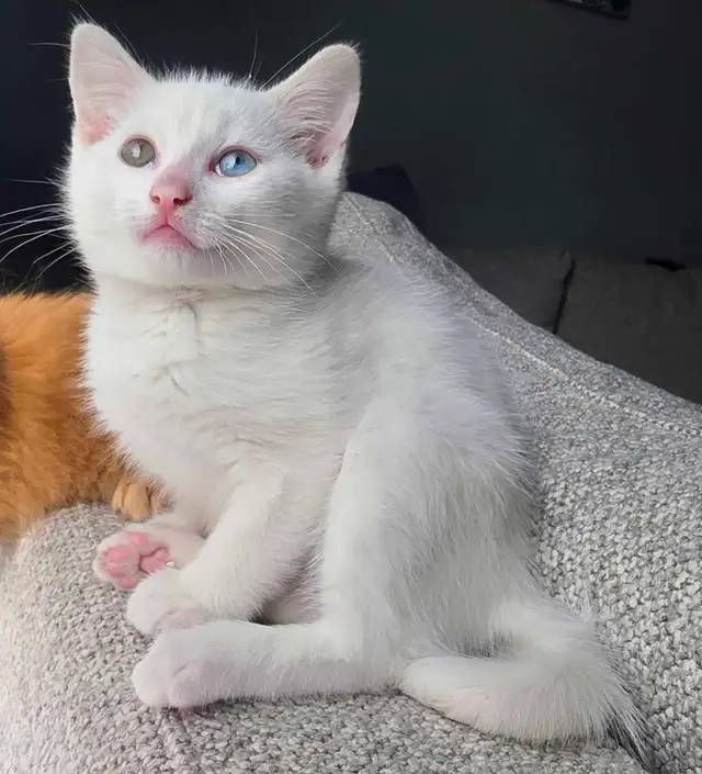 Chaton Femelle Yeux Vairons - Photo 3