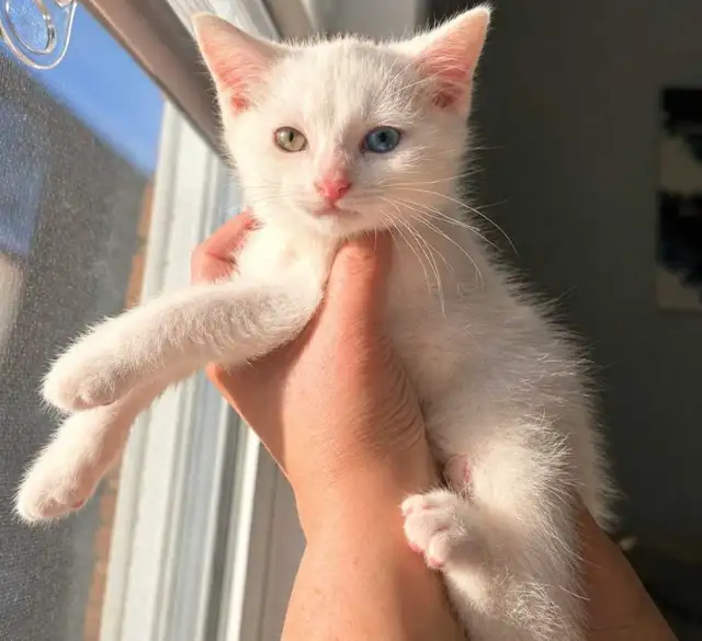 Chaton Femelle Yeux Vairons - Photo 4
