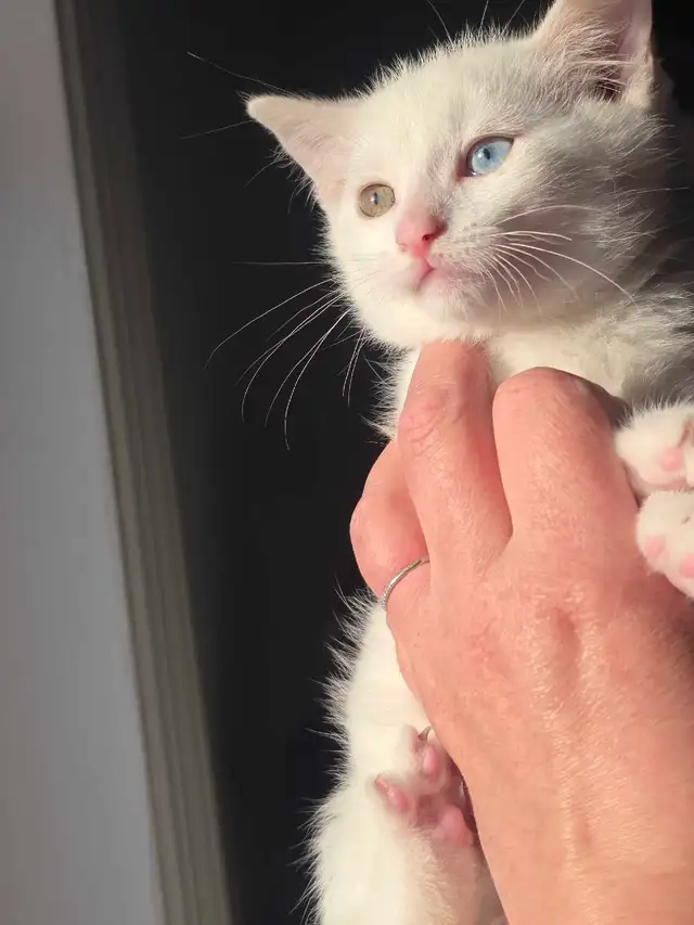 Chaton Femelle Yeux Vairons - Photo 5
