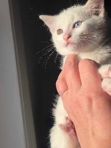 Chaton Femelle Yeux Vairons - Photo 5