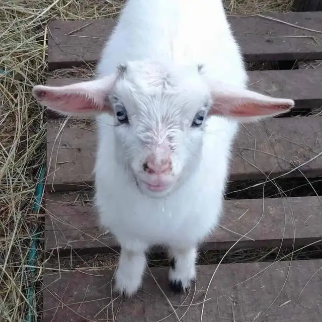 Free Baby Goats