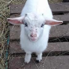 Free Baby Goats
