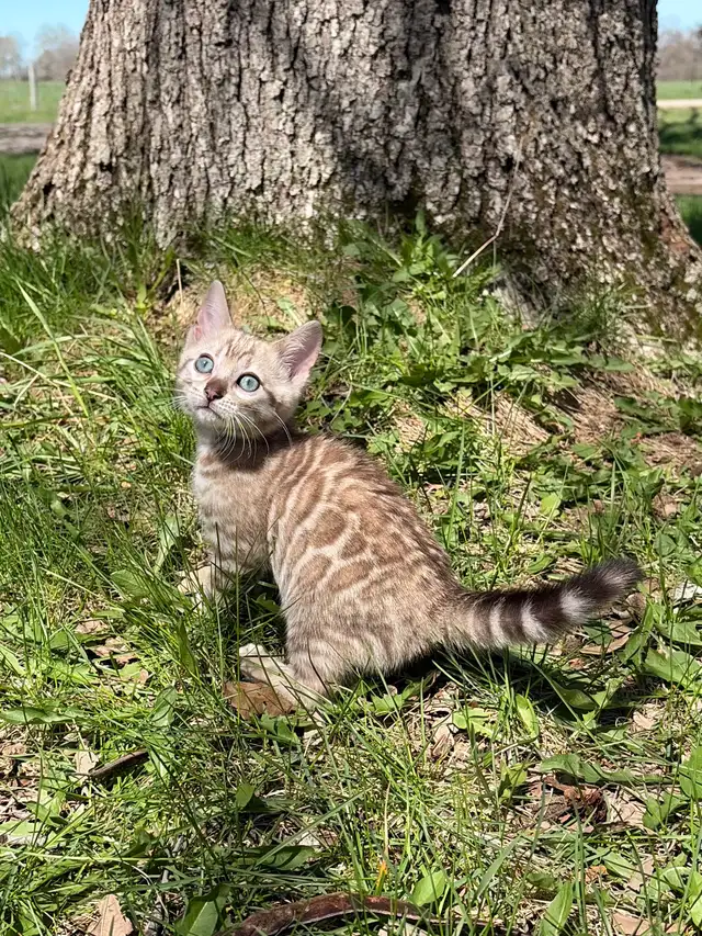 TICA Registered Bengal Kittens - Ready Soon