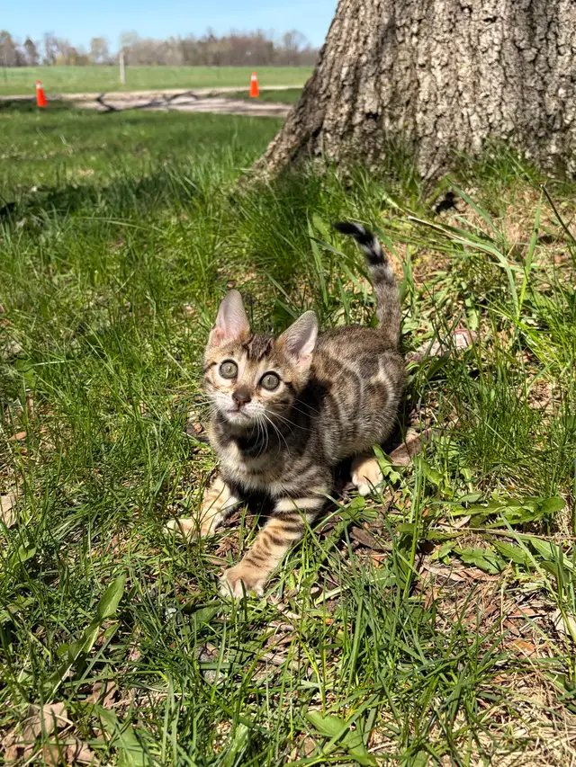 TICA Registered Bengal Kittens - Ready Soon - Photo 2