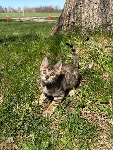 TICA Registered Bengal Kittens - Ready Soon - Photo 2