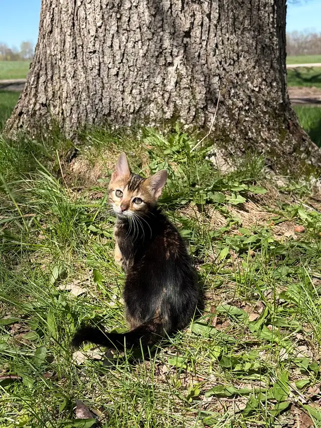 TICA Registered Bengal Kittens - Ready Soon - Photo 3