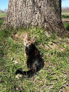 TICA Registered Bengal Kittens - Ready Soon - Photo 3
