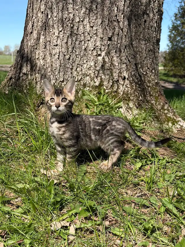 TICA Registered Bengal Kittens - Ready Soon - Photo 4