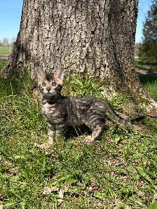 TICA Registered Bengal Kittens - Ready Soon - Photo 4