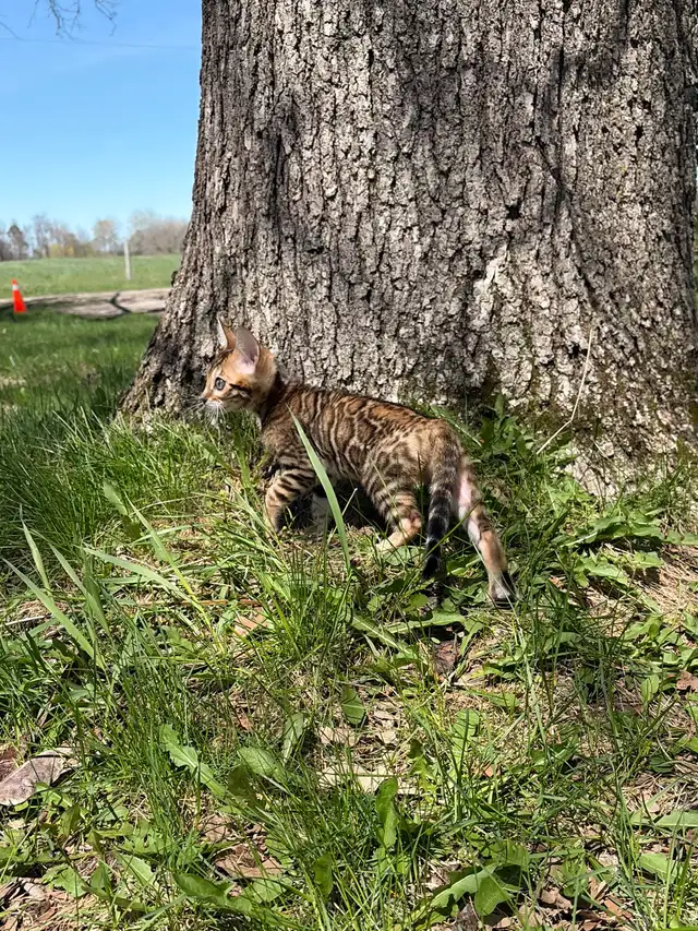 TICA Registered Bengal Kittens - Ready Soon - Photo 6