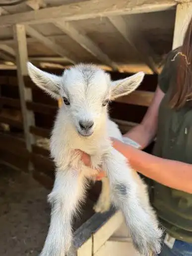 Free Baby Goats