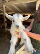 Free Baby Goats