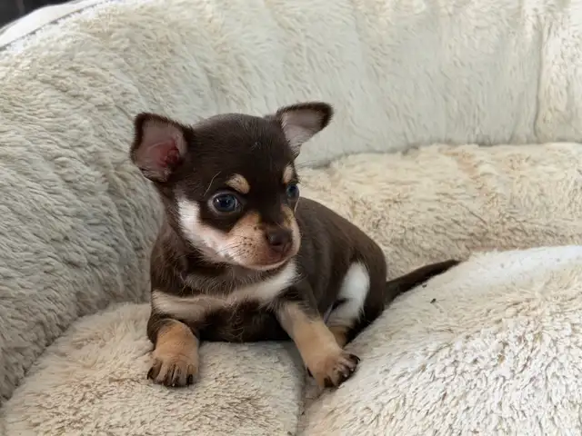 Chiots Chihuahuas