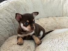 Chiots Chihuahuas