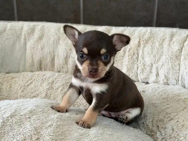 Chiots Chihuahuas - Photo 2