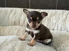 Chiots Chihuahuas - Photo 2