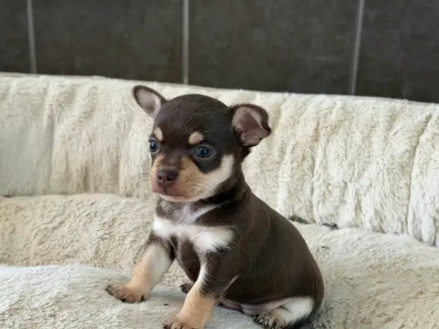 Chiots Chihuahuas - Photo 3