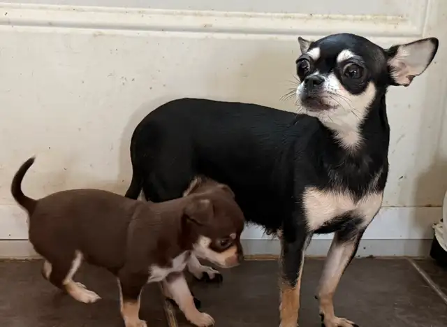 Chiots Chihuahuas - Photo 4