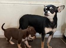 Chiots Chihuahuas - Photo 4