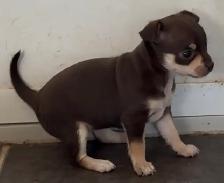 Chiots Chihuahuas - Photo 5