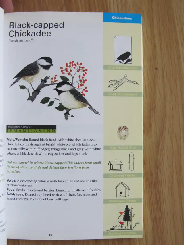 FORMAC POCKET GUIDE TO NOVA SCOTIA BIRDS by Jeffrey C. Domm - 20 - Photo 7