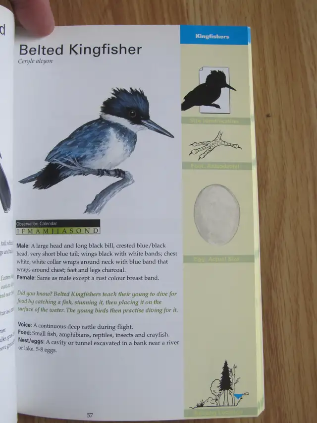 FORMAC POCKET GUIDE TO NOVA SCOTIA BIRDS by Jeffrey C. Domm - 20 - Photo 8