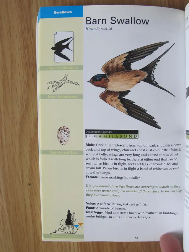 FORMAC POCKET GUIDE TO NOVA SCOTIA BIRDS by Jeffrey C. Domm - 20 - Photo 9