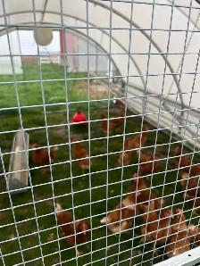 Chickens