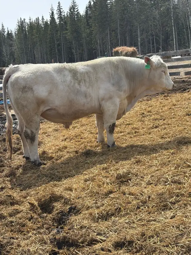 registered Charolais bull
